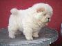 Csau Csau (Chow-Chow) kölyök