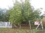 400 négyszögöl termõ diófás eladó